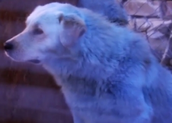 В российской глубинке администрацию города будут охранять голубые собаки. В буквальном смысле (ВИДЕО)