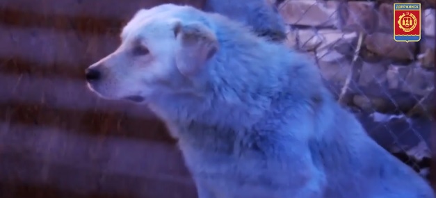 В российской глубинке администрацию города будут охранять голубые собаки. В буквальном смысле (ВИДЕО) 1