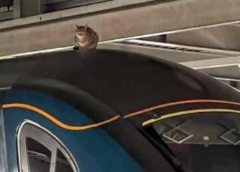 В Великобритании из-за кота задержали отправку поезда