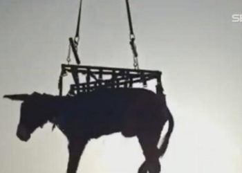 Бедовая Оливия: в Испании ослицу вытаскивали из зарослей ежевики… вертолетом (ВИДЕО)