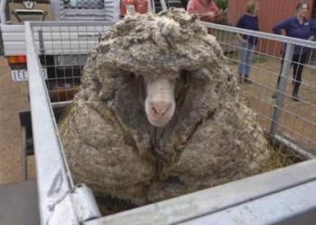 Без такого «багажа» легче: в Австралии с «гулявшей» несколько лет овцы состригли 35 кг шерсти (ВИДЕО)