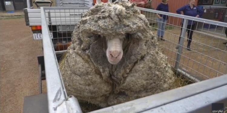 Без такого «багажа» легче: в Австралии с «гулявшей» несколько лет овцы состригли 35 кг шерсти (ВИДЕО)