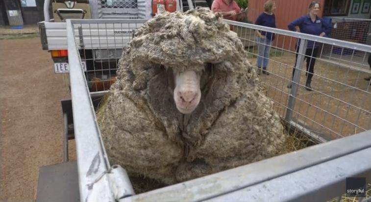 Без такого «багажа» легче: в Австралии с «гулявшей» несколько лет овцы состригли 35 кг шерсти (ВИДЕО)