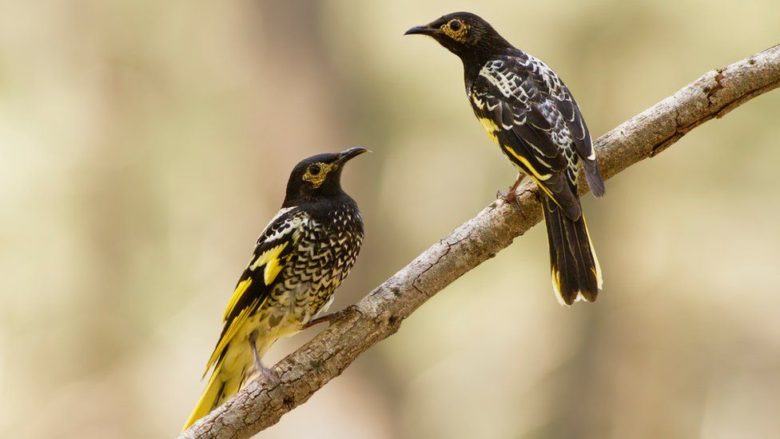 Учить некому. Птицы исчезающих видов забывают свой "язык", утверждают ученые (ФОТО) 1
