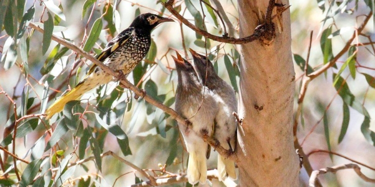 Учить некому. Птицы исчезающих видов забывают свой “язык”, утверждают ученые (ФОТО)