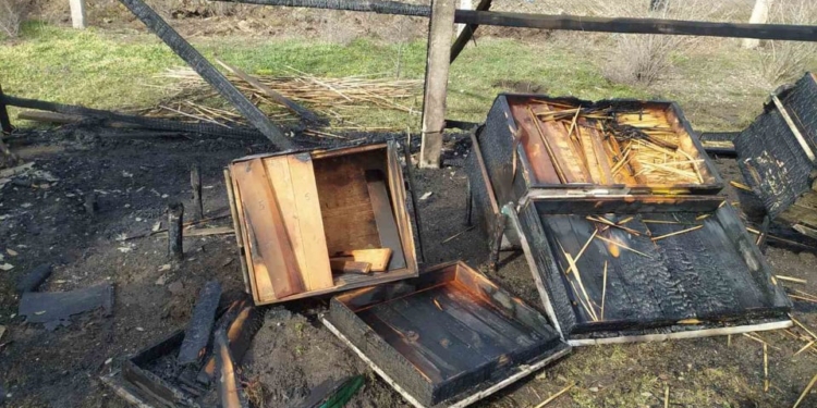 Пчел жалко. На Николаевщине неизвестные подожгли ульи (ФОТО)