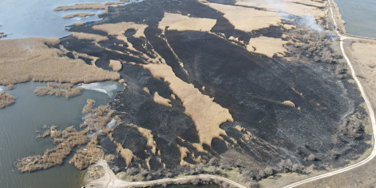 На Николаевщине выгорело 4 га камыша  (ФОТО)