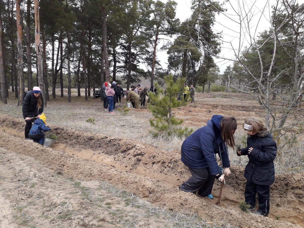 Жители Николаева высадили 2000 саженцев сосны в Матвеевском лесу (ФОТО) 7