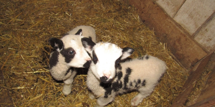 В Николаевском зоопарке – новые новорожденные: барашки святого Якова (ФОТО)