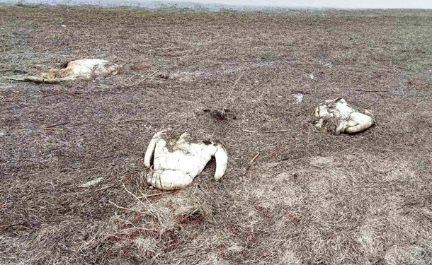 В Херсонской области погибли 90 лебедей