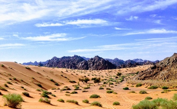 Саудовская Аравия собирается высадить 10 миллиардов деревьев на своей территории