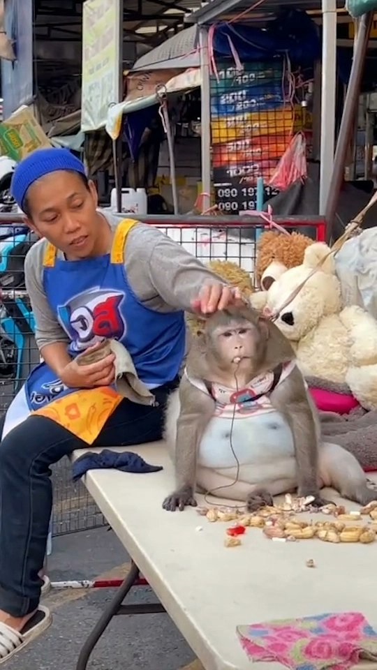 Годзилла слишком много жрал. В Бангкоке обезьяну отправили в лагерь для похудения (ФОТО) 1