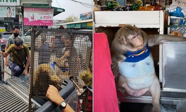 Годзилла слишком много жрал. В Бангкоке обезьяну отправили в лагерь для похудения (ФОТО) 3