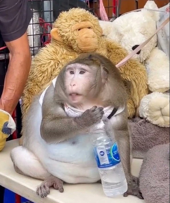 Годзилла слишком много жрал. В Бангкоке обезьяну отправили в лагерь для похудения (ФОТО) 5