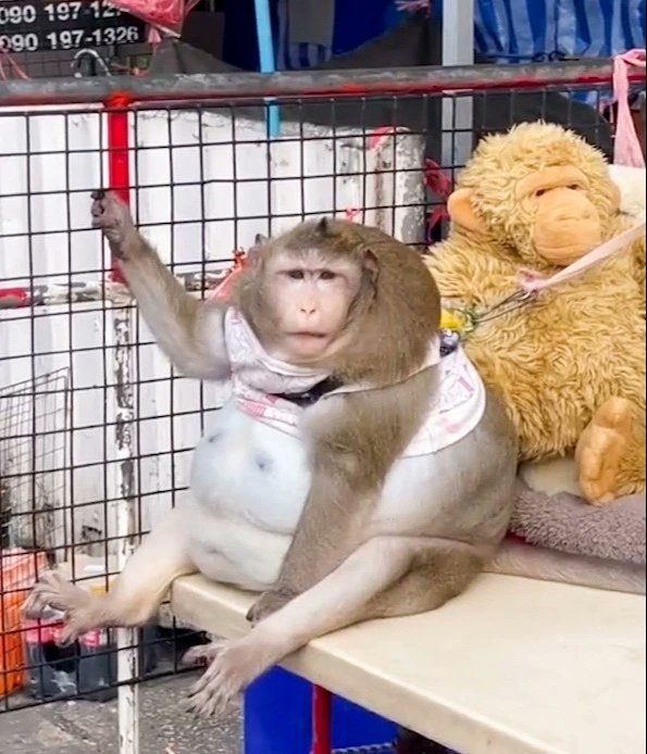 Годзилла слишком много жрал. В Бангкоке обезьяну отправили в лагерь для похудения (ФОТО) 7