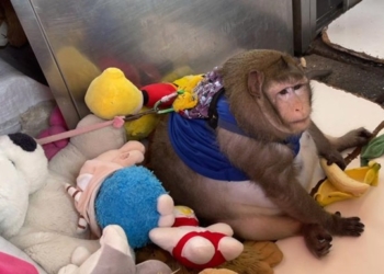 Годзилла слишком много жрал. В Бангкоке обезьяну отправили в лагерь для похудения (ФОТО)