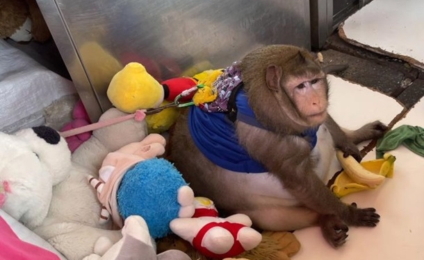 Годзилла слишком много жрал. В Бангкоке обезьяну отправили в лагерь для похудения (ФОТО)