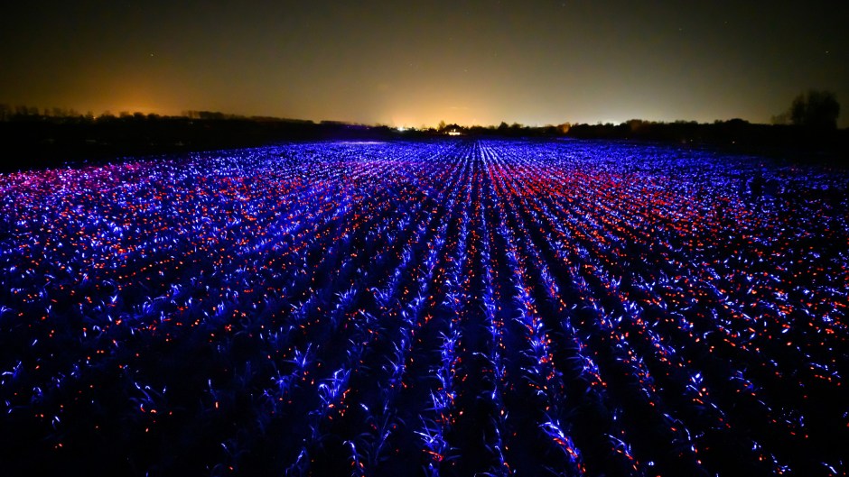 Красиво и полезно: нидерландский художник создал световую инсталляцию для овощей (ФОТО) 1