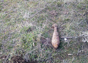 На Николаевщине пастух нашел минометную мину (ФОТО)