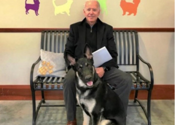 Овчарок Джо Байдена выселили из Белого дома  из-за покусанного агента Секретной службы