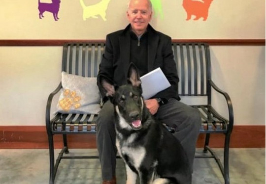 Овчарок Джо Байдена выселили из Белого дома  из-за покусанного агента Секретной службы