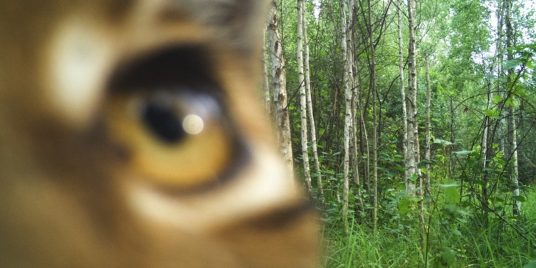 Чей “глаз” там подмигивает? Появились снимки животных, которые рассматривают фотоловушки в Чернобыльском заповеднике (ФОТО)