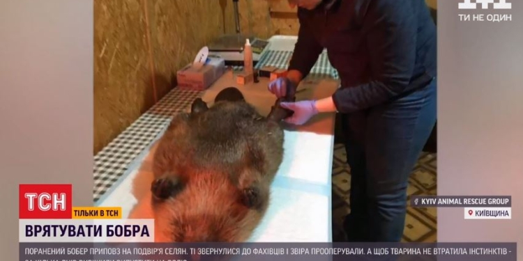 Истекающий кровью бобер приполз к людям, и они его спасли (ВИДЕО)