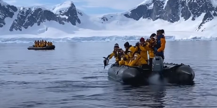 В Антарктиде пингвин спасся от касатки в лодке с туристами (ВИДЕО)