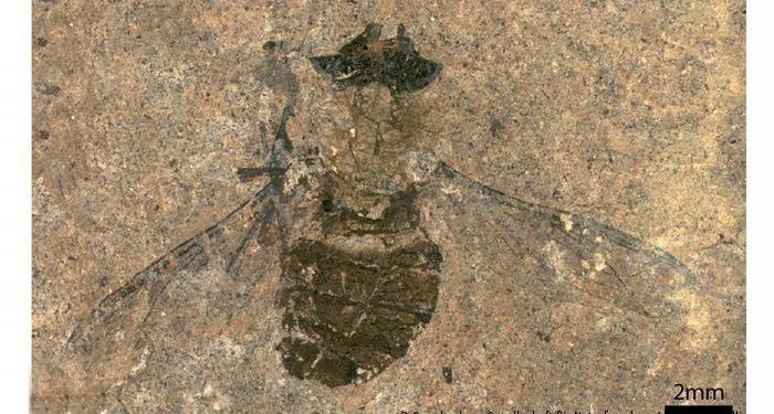 Ученые вскрыли брюхо древней мухи-миллионницы и пришли в восторг от открытия (ФОТО)