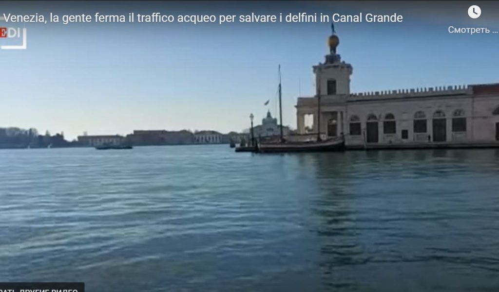 В каналы Венеции заплыли дельфины - прямо к площади Сан-Марко (ВИДЕО) 1