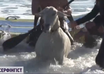 Зато пахнет хорошо. В США серфингист пристрастил к спорту своего козла – теперь покоряют волны вместе (ВИДЕО)