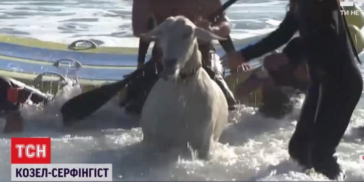 Зато пахнет хорошо. В США серфингист пристрастил к спорту своего козла – теперь покоряют волны вместе (ВИДЕО)