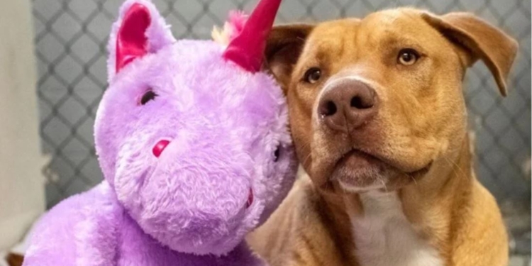 Бездомный пес 5 раз воровал одну и ту же мягкую игрушку. Это помогло ему найти хозяев (ФОТО)