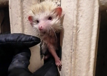 В Киеве в батарее застрял африканский еж – для его спасения отключили тепло в доме (ФОТО)