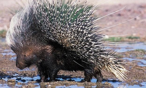 “Девочка в стрессе”, – на Херсонщине уже месяц не могут поймать сбежавшего из ресторана дикобраза