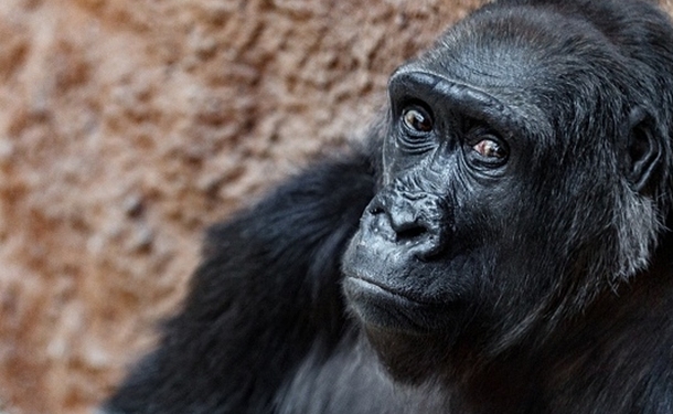 В Пражском зоопарке львы и гориллы заболели коронавирусом – «подхватили» инфекцию от персонала