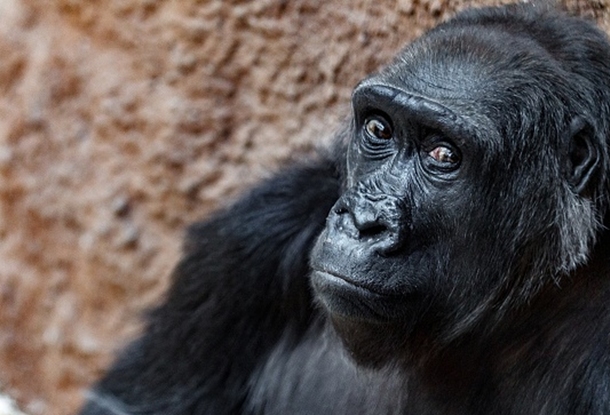 В Пражском зоопарке львы и гориллы заболели коронавирусом – «подхватили» инфекцию от персонала 1