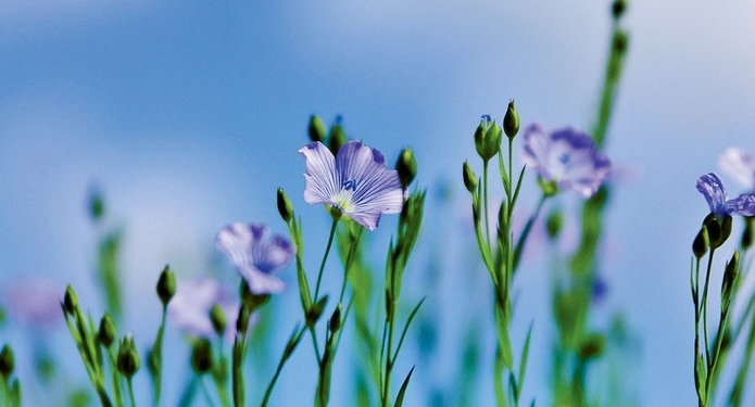 На Николаевщине лен становится альтернативой подсолнечнику