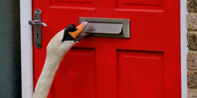 Лебедь-хулиган пять лет терроризирует британский городок (ВИДЕО)