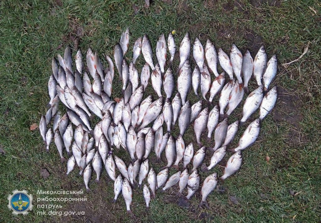 Под Новой Одессой один рыбак наловил тарани на почти 11 тыс. грн. 1