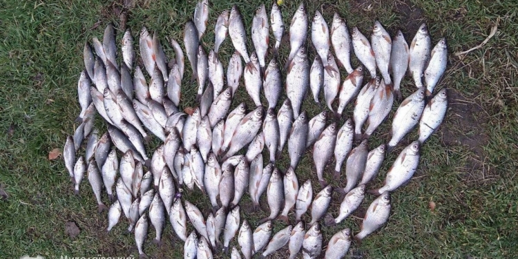 Под Новой Одессой один рыбак наловил тарани на почти 11 тыс. грн.