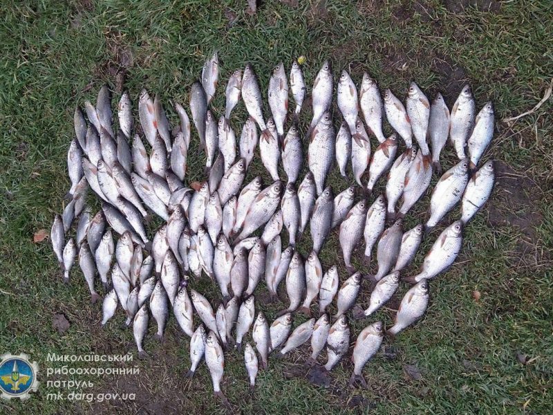 Под Новой Одессой один рыбак наловил тарани на почти 11 тыс. грн.