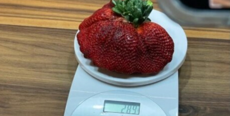 В Израиле вырастили самую большую в мире ягоду клубники