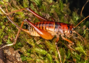Новый вид огромного сверчка назвали в честь премьер-министра Новой Зеландии