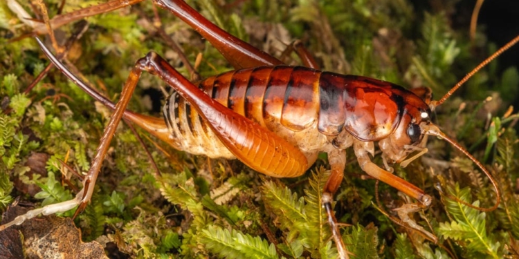 Новый вид огромного сверчка назвали в честь премьер-министра Новой Зеландии