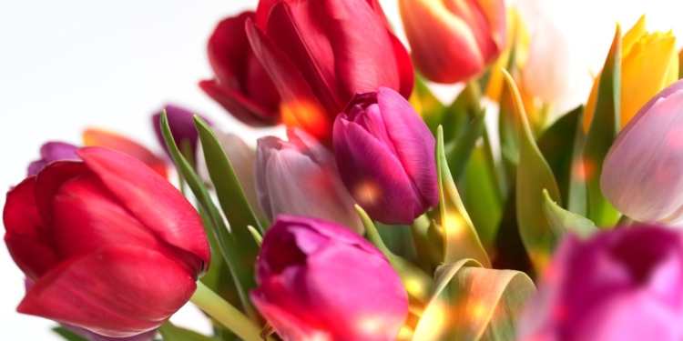 Без вас мы биосущества, с вами – люди, – Зеленский поздравил женщин с 8 Марта