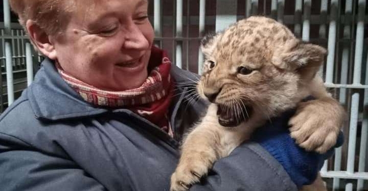 Ласковый и сердитая: в Николаевском зоопарке родились львята (ФОТО)