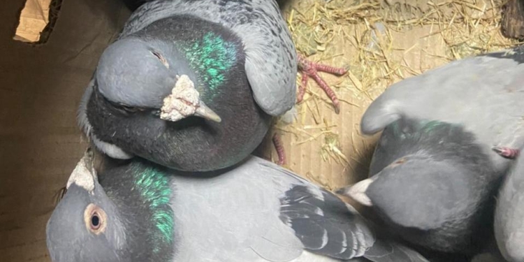 Украинец пытался устроить двум десяткам голубей принудительную миграцию из РФ (ФОТО, ВИДЕО)