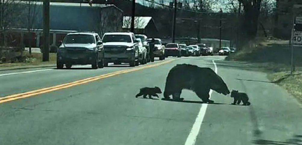 Хлопоты многодетной матери: на оживленной автотрассе водители ждали, пока медведица переведет детенышей (ВИДЕО) 1