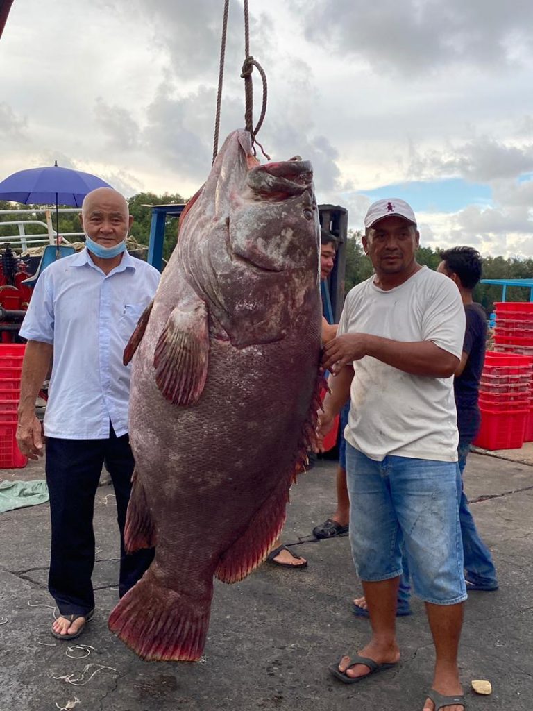 В Малайзии поймали морского окуня весом 161 кг (ФОТО) 1